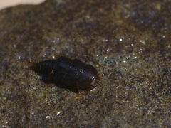 Peltoperlidae