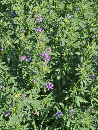 Alfalfa