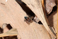 Maratus chrysomelas