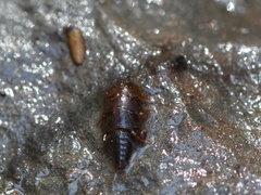 Peltoperlidae