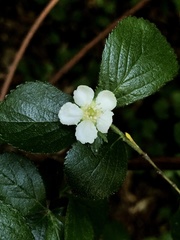 Crataegus uniflora