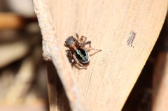 Maratus chrysomelas