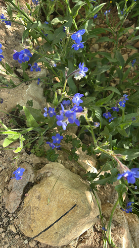 Italian Bugloss