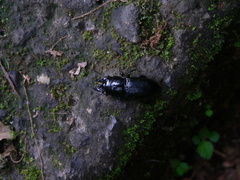 Phrenapatinae