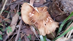 Armillaria hinnulea