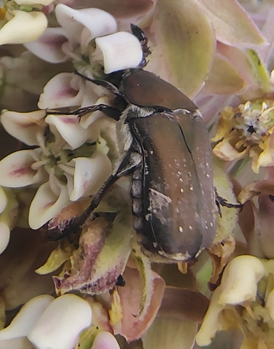 Olive Flower Beetle photo 3