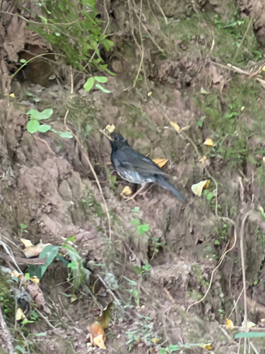 Japanese Thrush