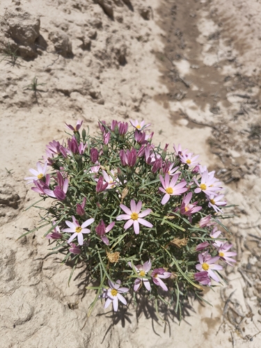 Hole-in-the-sand Plant