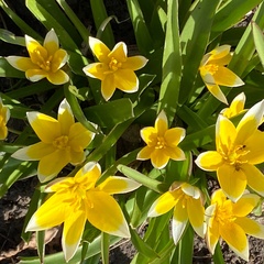 Tulipa urumiensis