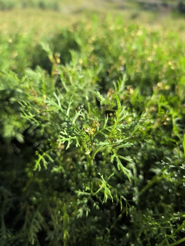 Ward's Weed