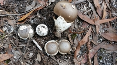 Amanita albovolvata