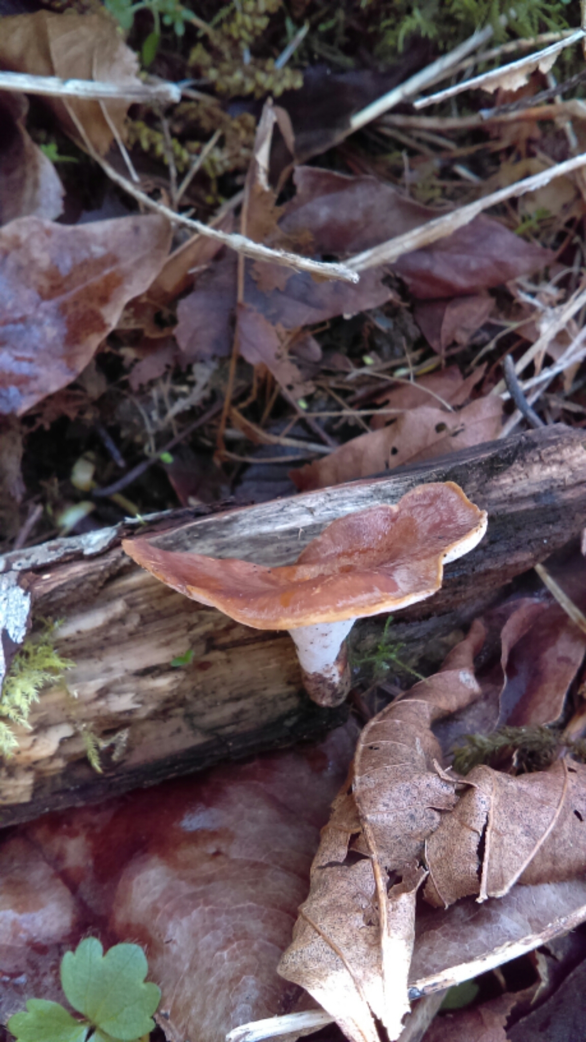 Polyporus varius image