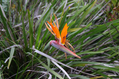 Strelitzia reginae