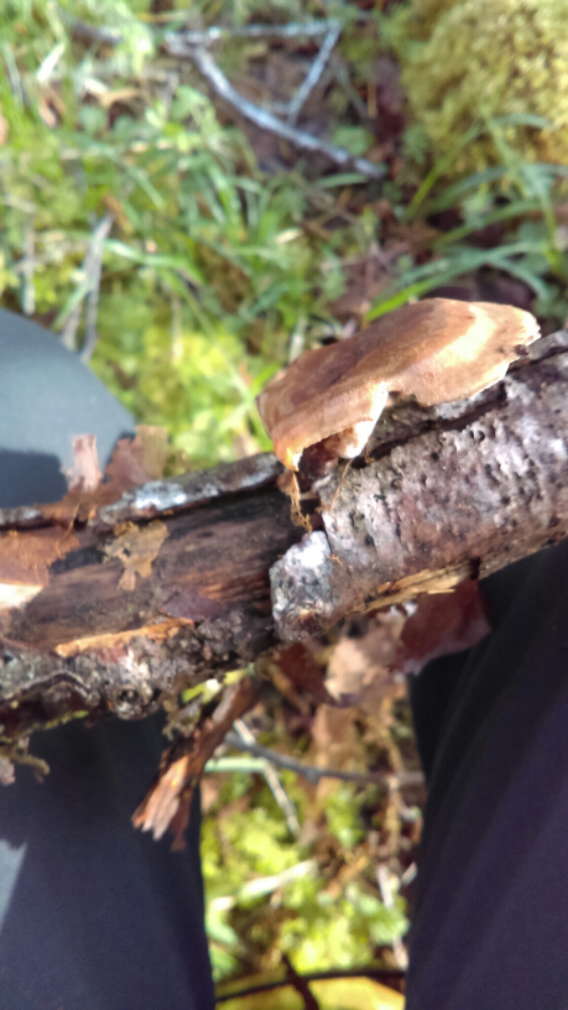 Polyporus varius image