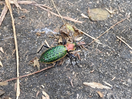 Carabus lafossei