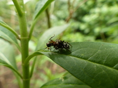 Salticidae