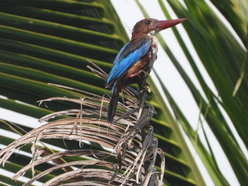 White-throated Kingfisher