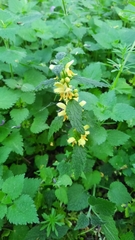 Lamium galeobdolon montanum