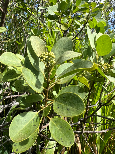 Santalum ellipticum observed 2026-07-09