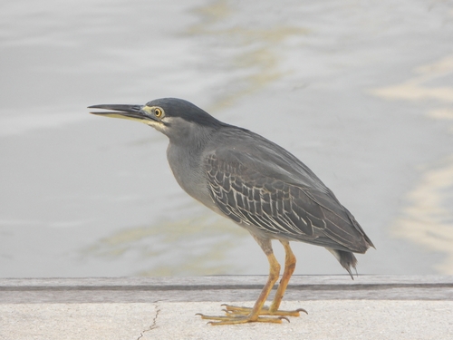 Little Heron