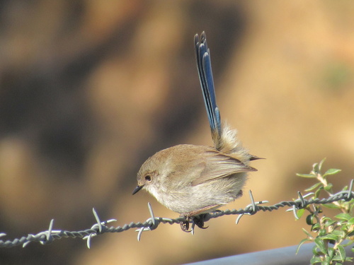 Superb Fairywren