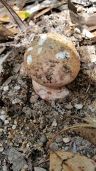 Amanita ochrophylla