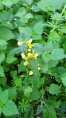 Lamium galeobdolon montanum