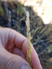 Trisetum interruptum