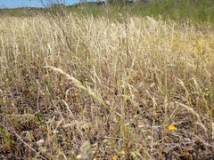 Trisetum interruptum