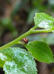 Hyperinae