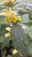 Lamium galeobdolon montanum