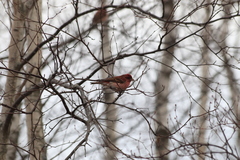 Haemorhous purpureus