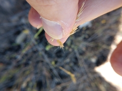 Trisetum interruptum