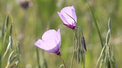 Clarkia gracilis