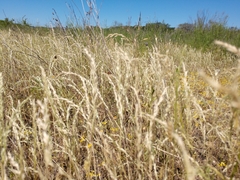 Trisetum interruptum