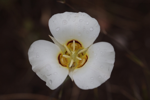 Calochortus nuttallii, photograph 4