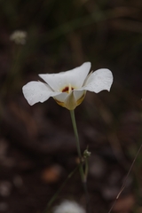 Calochortus nuttallii, photograph author not stated, no rights reserved
