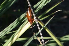 Oxymerus