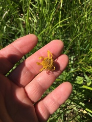 Helenium drummondii