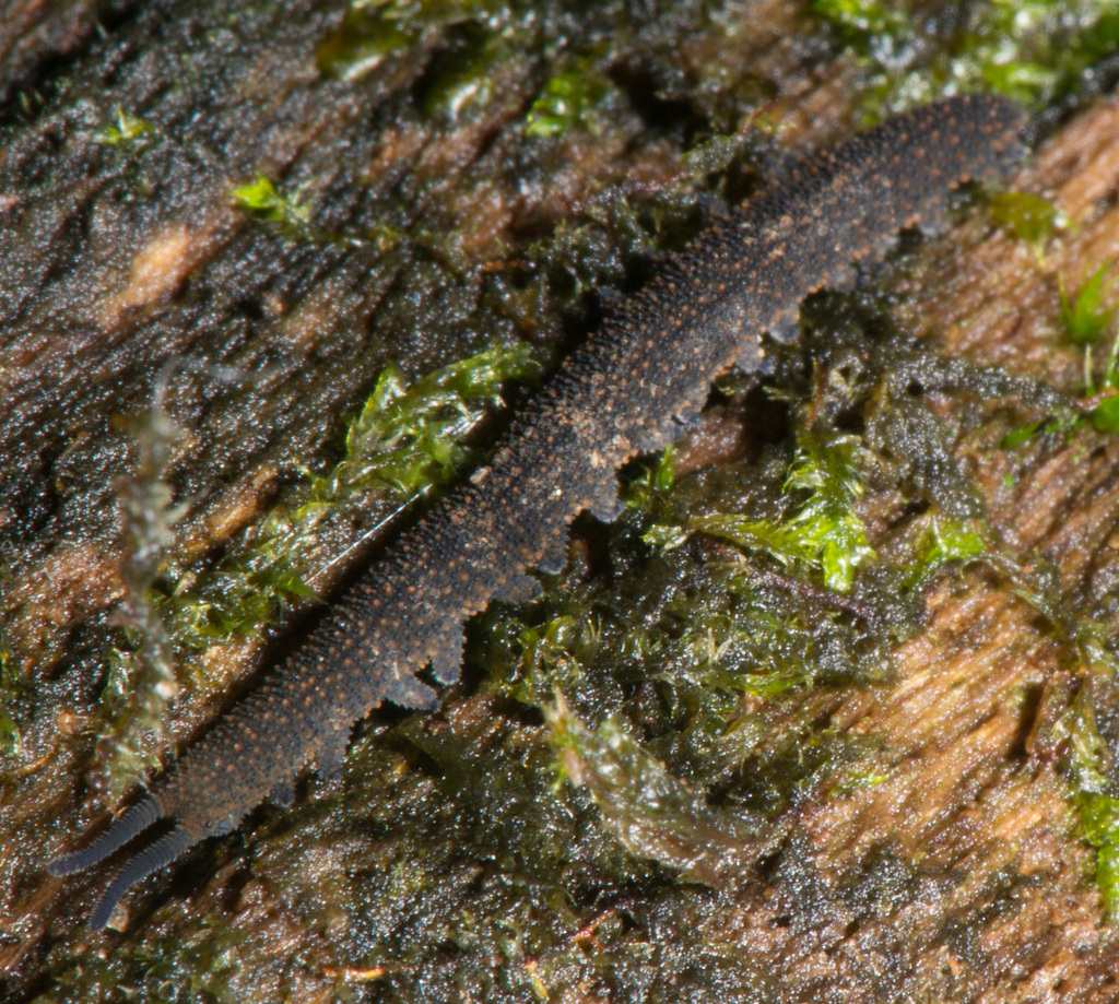 Highveld velvet worm