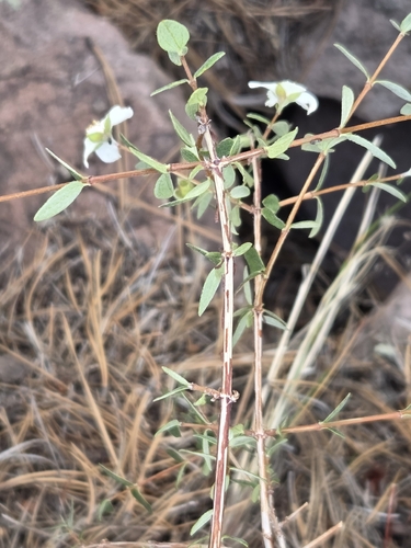 Philadelphus microphyllus, photograph 3