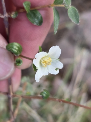 Philadelphus microphyllus, photograph 4
