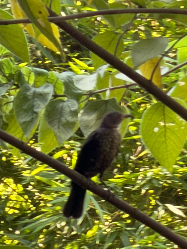 Chinese Blackbird