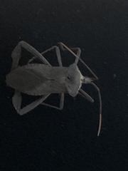 Acanthocephala declivis