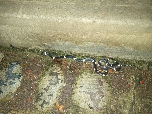 Philippi’s Snail-Eating Snake, Tropidodipsas philippii