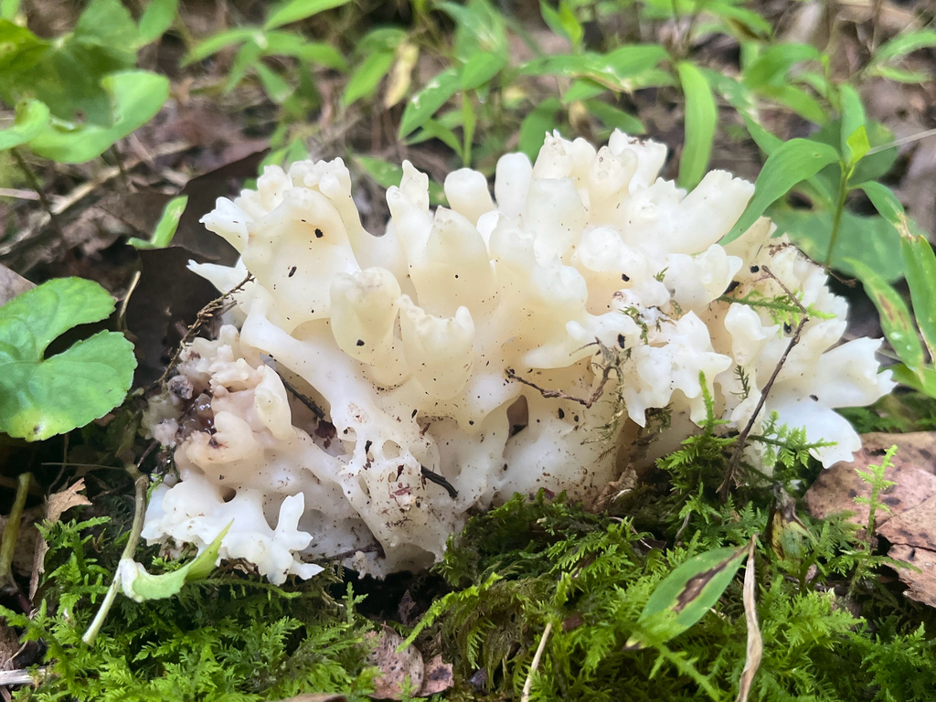 white coral jelly fungus · July 2026 · photo: Photo: (c) Renee Grebe, some rights reserved (CC BY) · iNaturalist