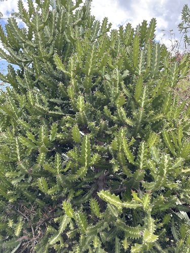 Euphorbia lactea, 2026-07-09