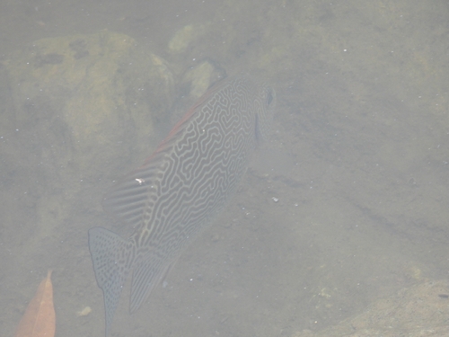 Siganus vermiculatus observed 2026-07-08