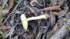 Amanita xanthocephala