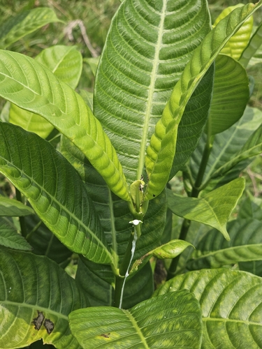 Tabernaemontana alba, photograph 2
